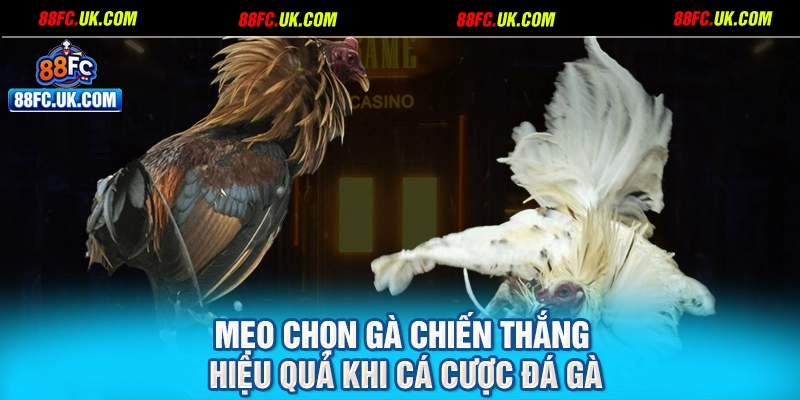 Mẹo chọn gà chiến thắng hiệu quả khi cá cược đá gà